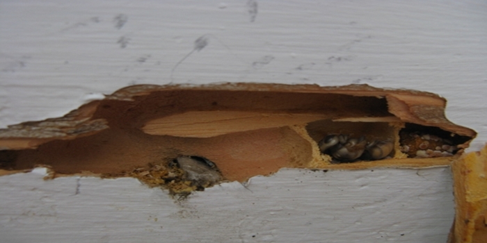 carpenter bee chambers